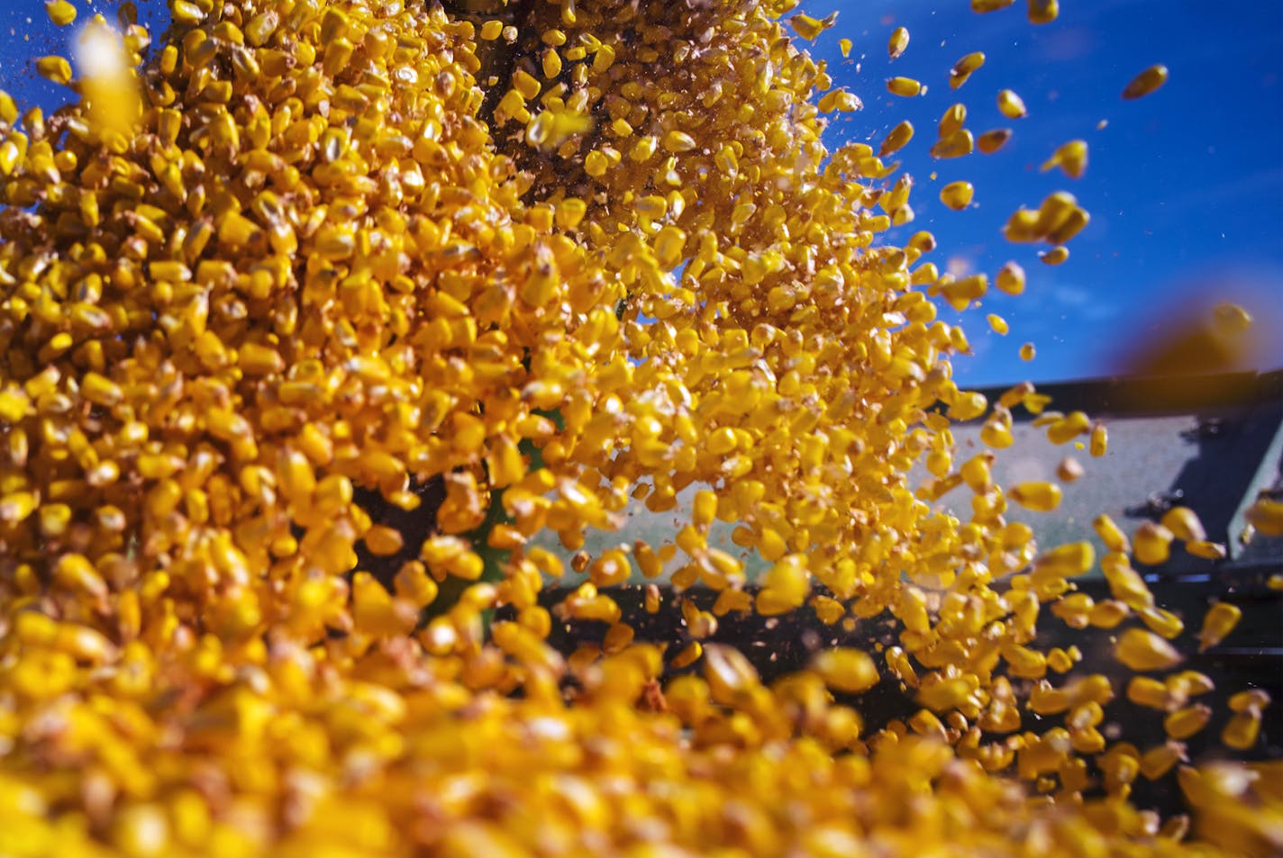 The corn crop was negatively impacted by both hail and a straight-wind storm.] As farmers harvest what are expected to be near-record corn and soybean crops this year, prices remain stubbornly low for the fourth consecutive season. Richard Tsong-Taatarii/rtsong-taatarii@startribune.com