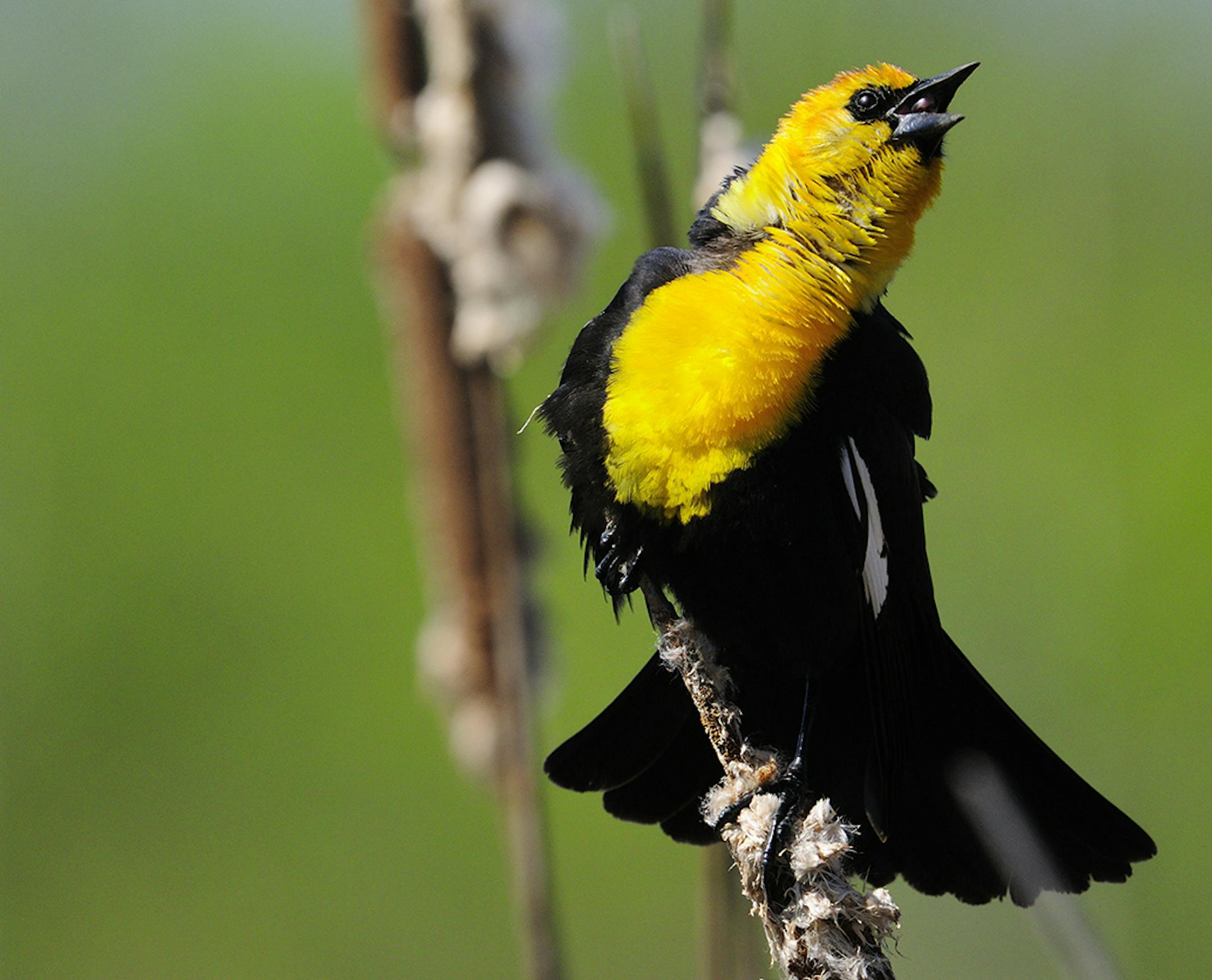 A yellow-headed blackbird is singing to attract a mate. The birds are tolerant of humans, but the marshy terrain they call home is a challenge to a photographer.