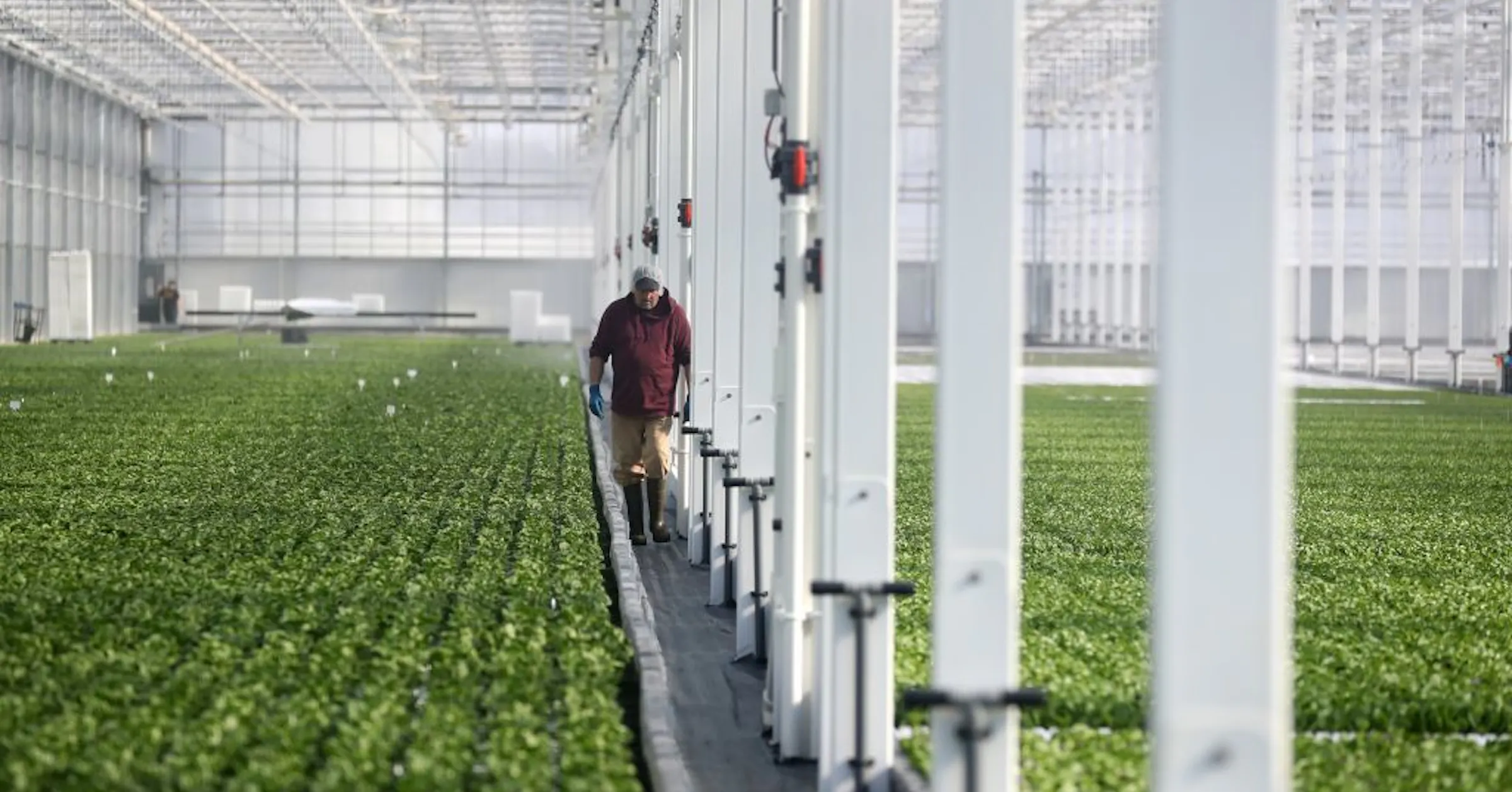 Revol Greens faces closure as parasite concerns weigh on lettuce sales