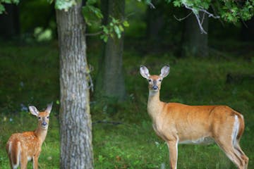 Aitkin, MN 9/9/2002 Just two hours before a special hunt by the DNR in the Aitkin area to test for CWD (Chronic Wasting Disease), this doe and her faw