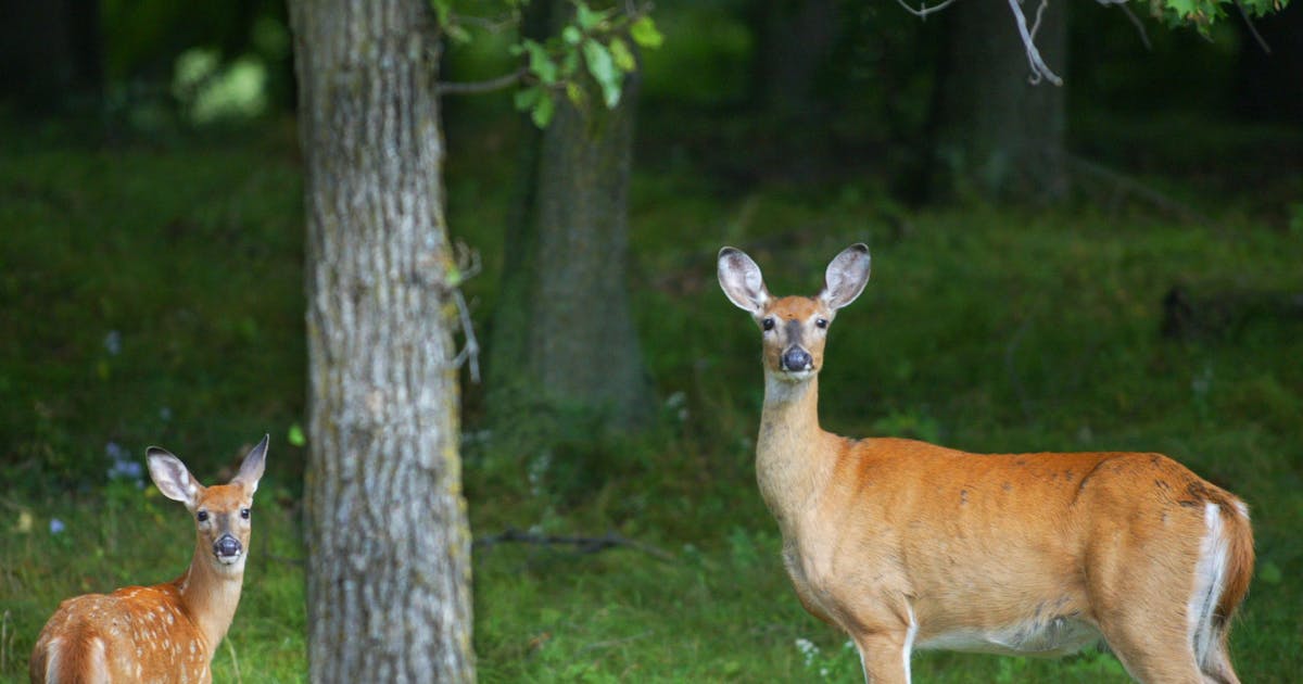 Rare and fatal brain disease in two deer hunters heightens concerns about chronic wasting disease (CWD) - Star Tribune