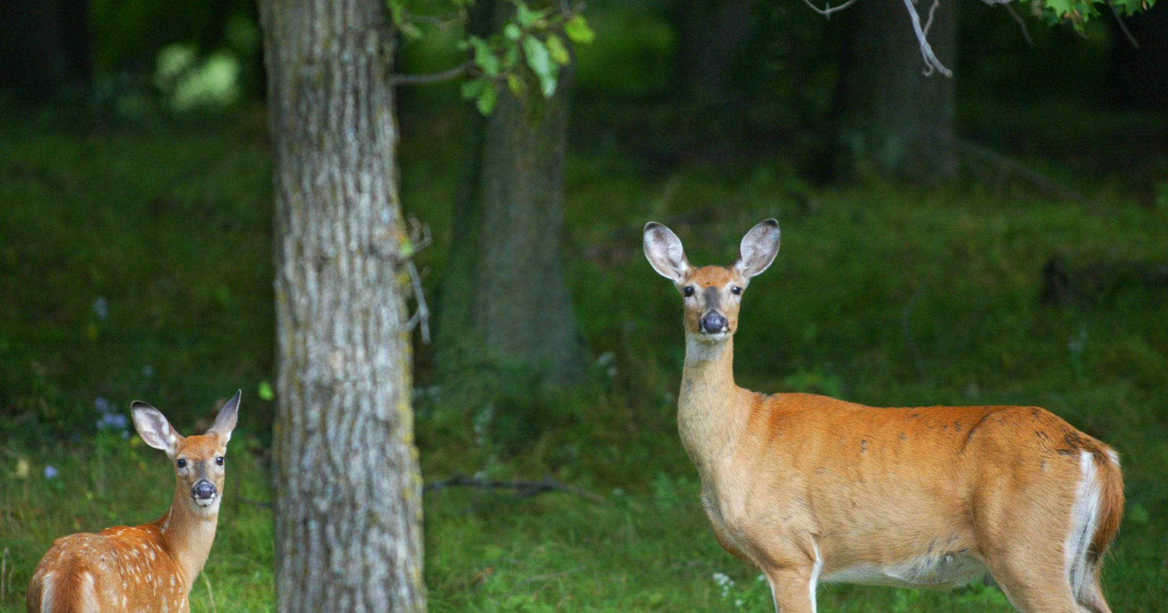 Two deer hunters diagnosed with rare and fatal brain disease, raising concerns about chronic wasting disease (CWD)