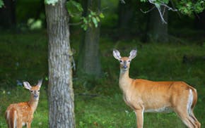 Aitkin, MN 9/9/2002 Just two hours before a special hunt by the DNR in the Aitkin area to test for CWD (Chronic Wasting Disease), this doe and her faw