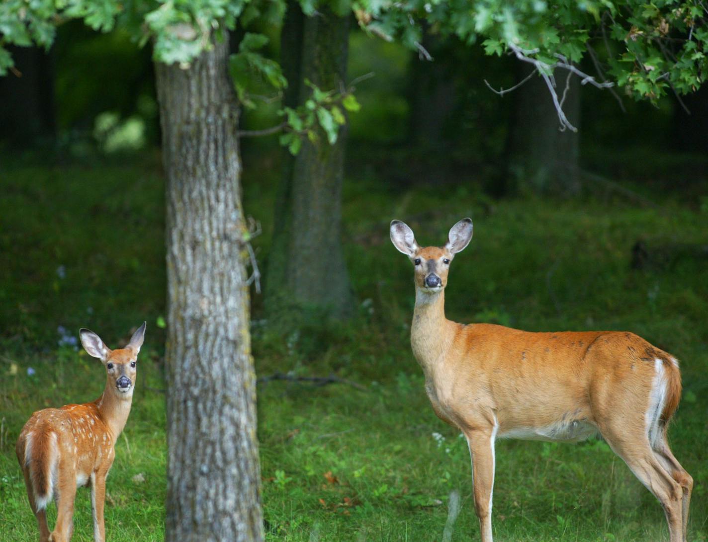 Aitkin, MN 9/9/2002 Just two hours before a special hunt by the DNR in the Aitkin area to test for CWD (Chronic Wasting Disease), this doe and her fawn stand alert in a field just south of the Clayton Lueck farm where the disease was first detected in an Elk on his farm. DNR Sharpshooters will fan out in the woods over a 9 square mile area near the Lueck farm tonight (Monday) and continue the hunt until they kill about 100 deer and test for CWD.