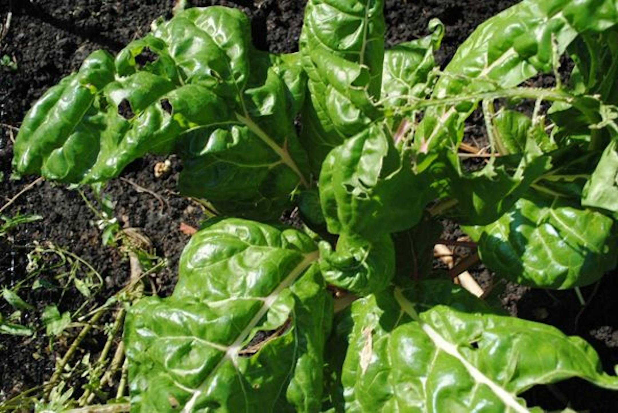 Swiss chard under attack for blog