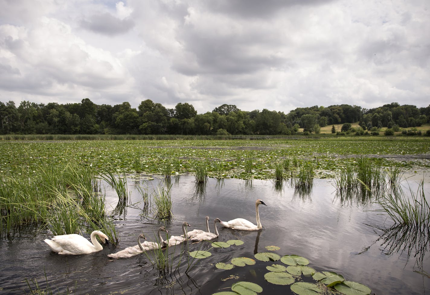 A family of swans swims in Lake Camelot in Plymouth on Monday, July 27, 2015. ] LEILA NAVIDI leila.navidi@startribune.com / BACKGROUND INFORMATION: Lake Camelot used to be called Mud Lake.