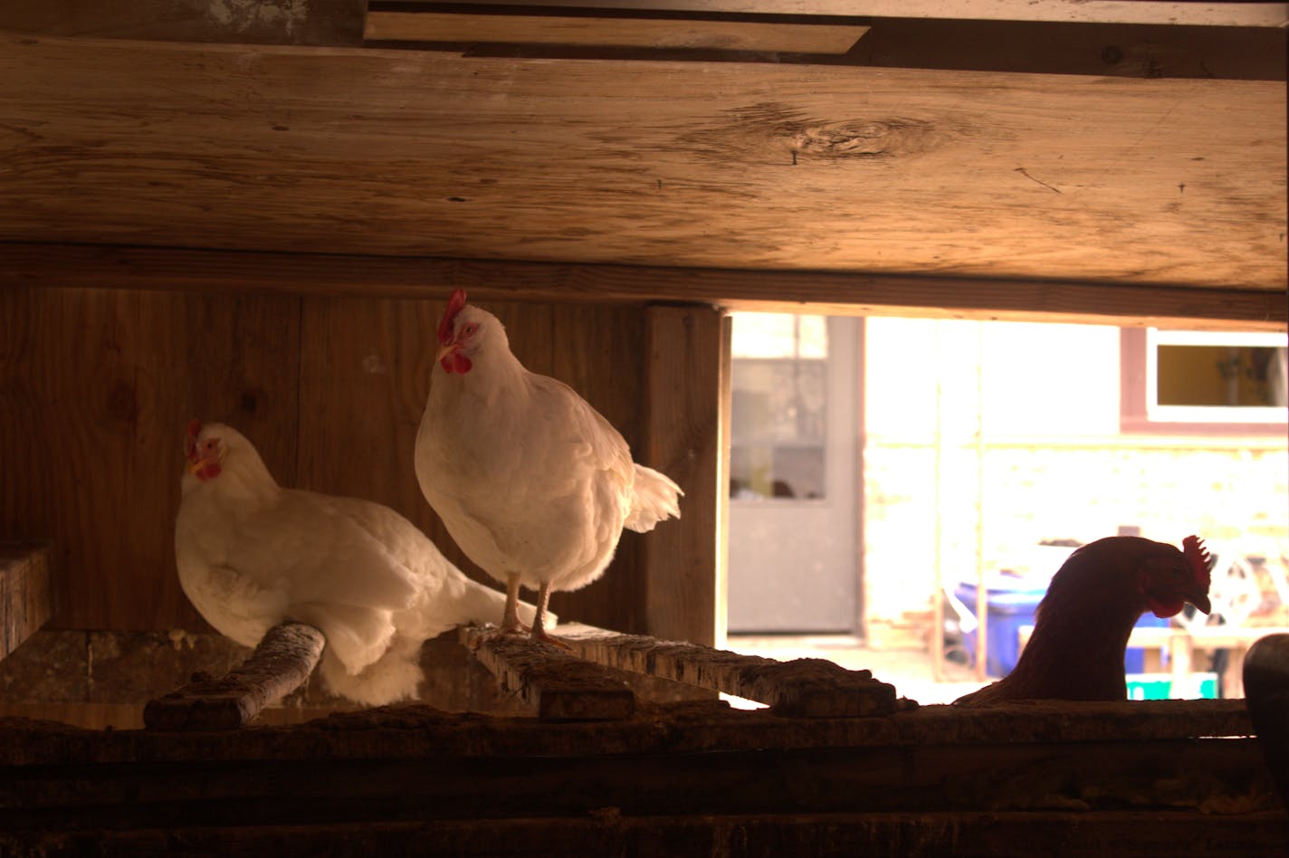 Chickens rest in a coop built by St. Paul's "chicken lady" Miranda Meyer. Meyer is fighting the city's requirements for chicken permits.
