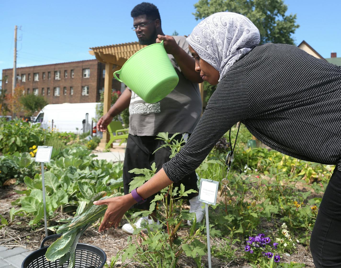 Hope Community nonprofit has set its third community garden this year near a new apartment community on the1900 block of Portland Ave. S. and was seen Tuesday, Aug. 30, 2015 on the 1900 block of Portland Ave. S in Minneapolis, MN. Here, Maryan Abdinur, front, Land Stewardship Project community based food systems program organizer and Anthony Emanuel, Hope Community youth stewards facilitator, harvest vegetables to be used in a bi-weekly community cooking class.](DAVID JOLES/STARTRIBUNE)djoles@st