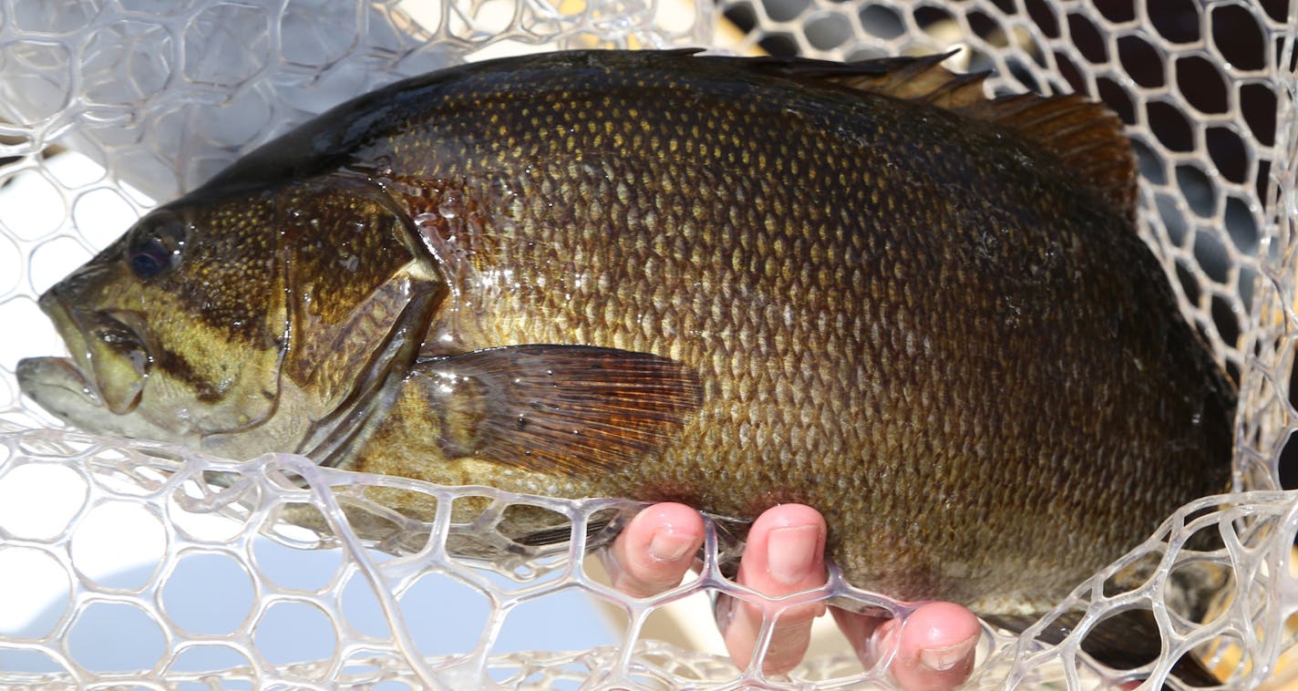 Smallmouth bass caught in rivers with strong currents can put up quite a fight. Their bronze coloring, blended with dark shades and plump shapes, lend them unique identities among freshwater fish. ORG XMIT: MIN1407021544510003