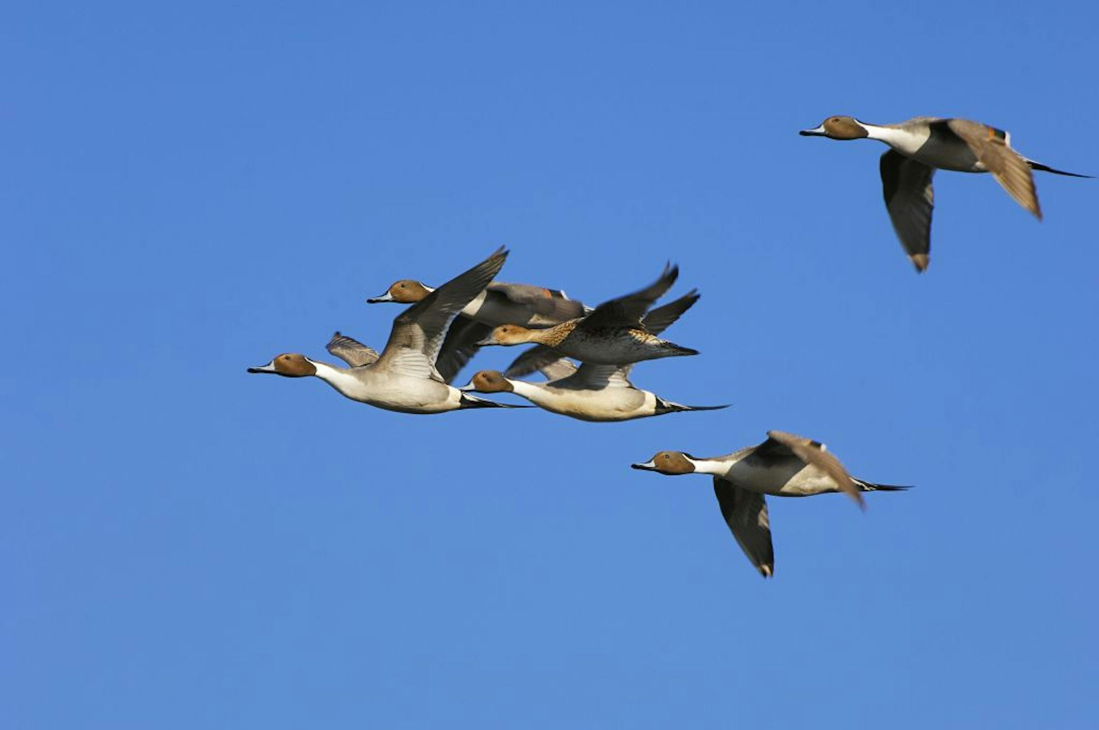 Pintails are the champions of courtship flights. Sometimes as many as 25 males vie for a single female as they cavort about a marsh.