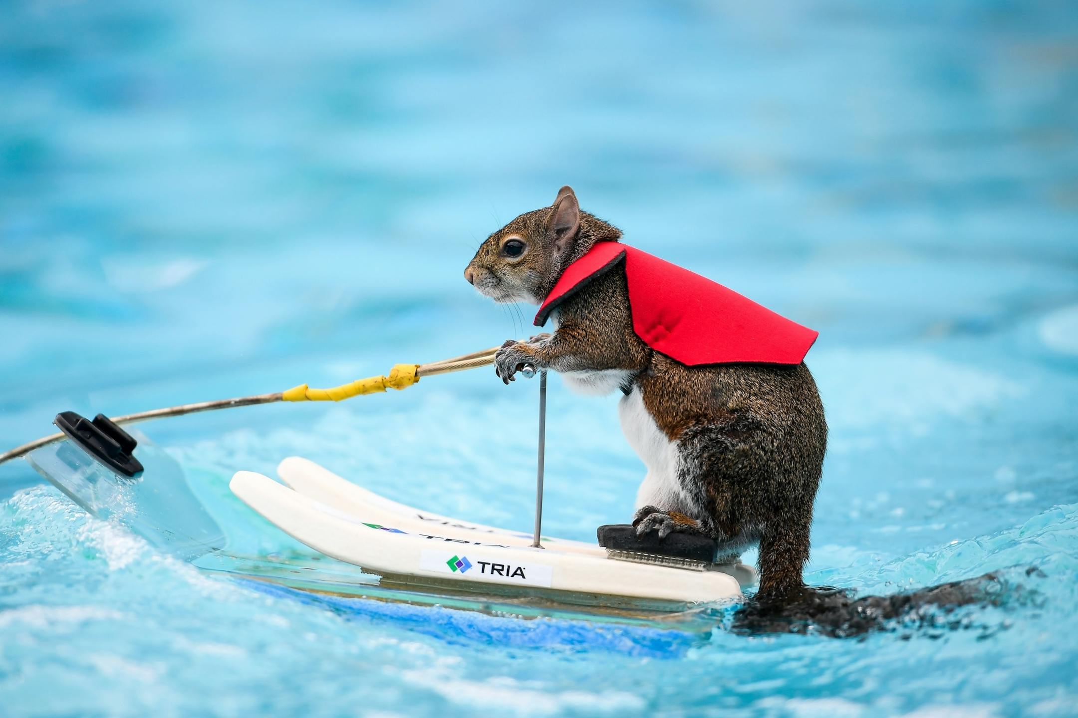 Twiggy, the water-skiing squirrel, performed Thursday, July 19, 2018 outside US Bank Stadium as part of X Fest. The squirrel, the 7th in a line of Twiggies going back to the late 1970s, is on a farewell tour due to the retirement of its owner, Lou Ann Best. She started performing with water-skiing squirrels with her husband, Chuck Best, who died in a downing accident in 1997. Lou Ann spends a substantial part of her performance educating spectators about water safety.