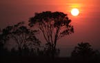 Traditional trees of the Cerrado ecosystem, known as the Brasilian savannah, are seen during sunrise in Brasilia, Brazil, Tuesday, Sept. 13, 2011. Acc