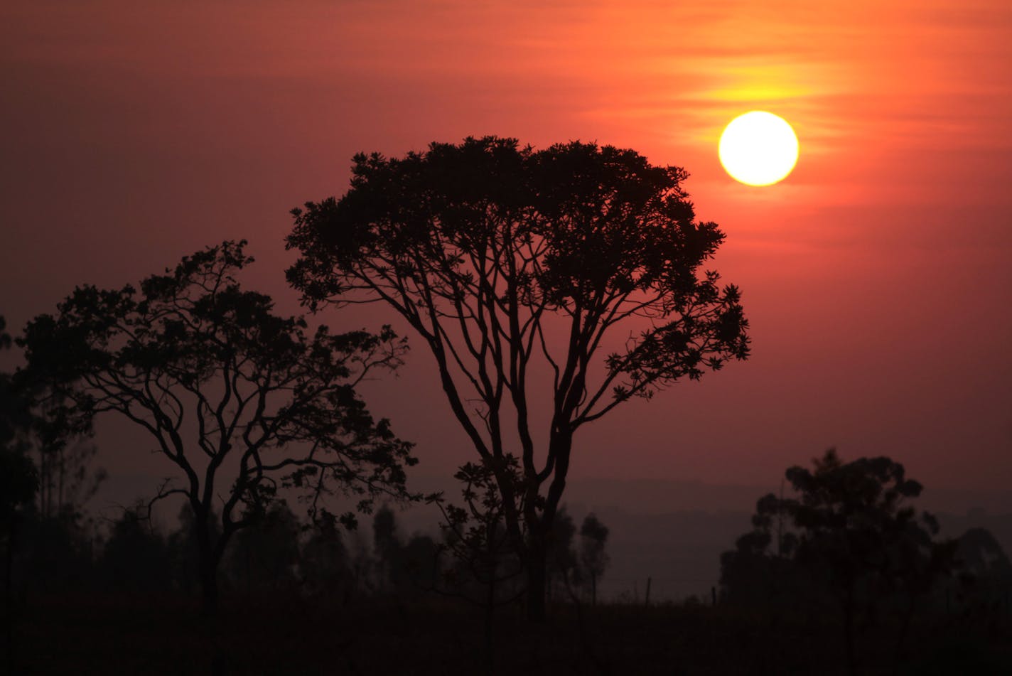 Traditional trees of the Cerrado ecosystem, known as the Brasilian savannah, are seen during sunrise in Brasilia, Brazil, Tuesday, Sept. 13, 2011. According to the Brazilian Institute of Environment, the Cerrado, the second largest biome in Brazil, lost approximately 50% of his native vegetation. The Brazilian government announced a plan to prevent and control deforestation and fires in the Cerrado, which holds about 5% of the planet's biodiversity and represents about 22% of the area of Brazil.