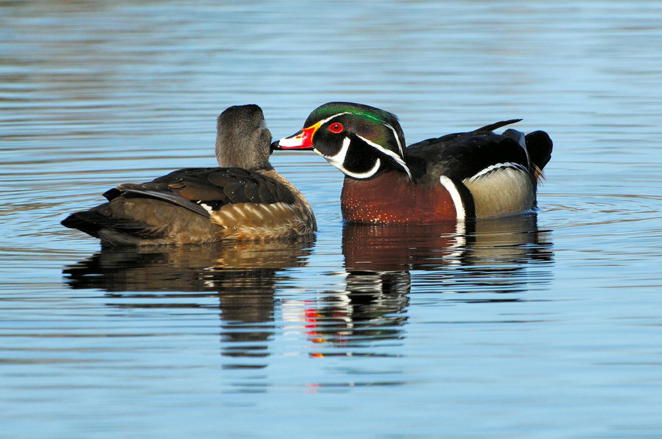 DO NOT USE! ONE-TIME USEAGE WITH BILL MARCHEL COPY ONLY! During courtship, a male wood duck will sometimes preen a hen's face. It appears he is whispering sweet nothings to her.