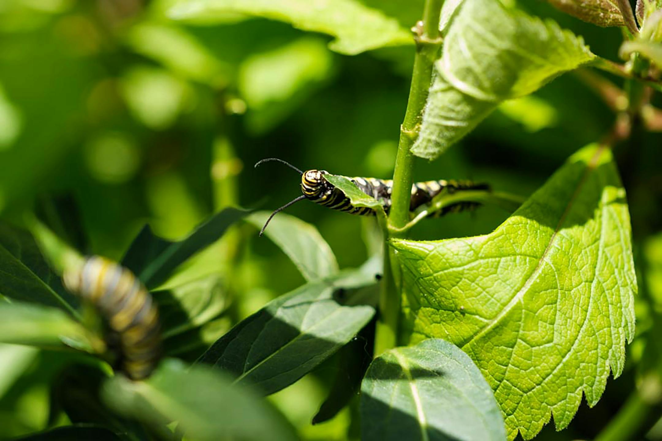BC-OPINION-RENKL-GARDENING-BIODIVERSITY-ART-NYTSF — A monarch caterpillar feasts on the leaves of a milkweed plant in the author's meadow. (William DeShazer for The New York Times) — ONLY FOR USE WITH ARTICLE SLUGGED — BC-OPINION-RENKL-GARDENING-BIODIVERSITY-ART-NYTSF — OTHER USE PROHIBITED.