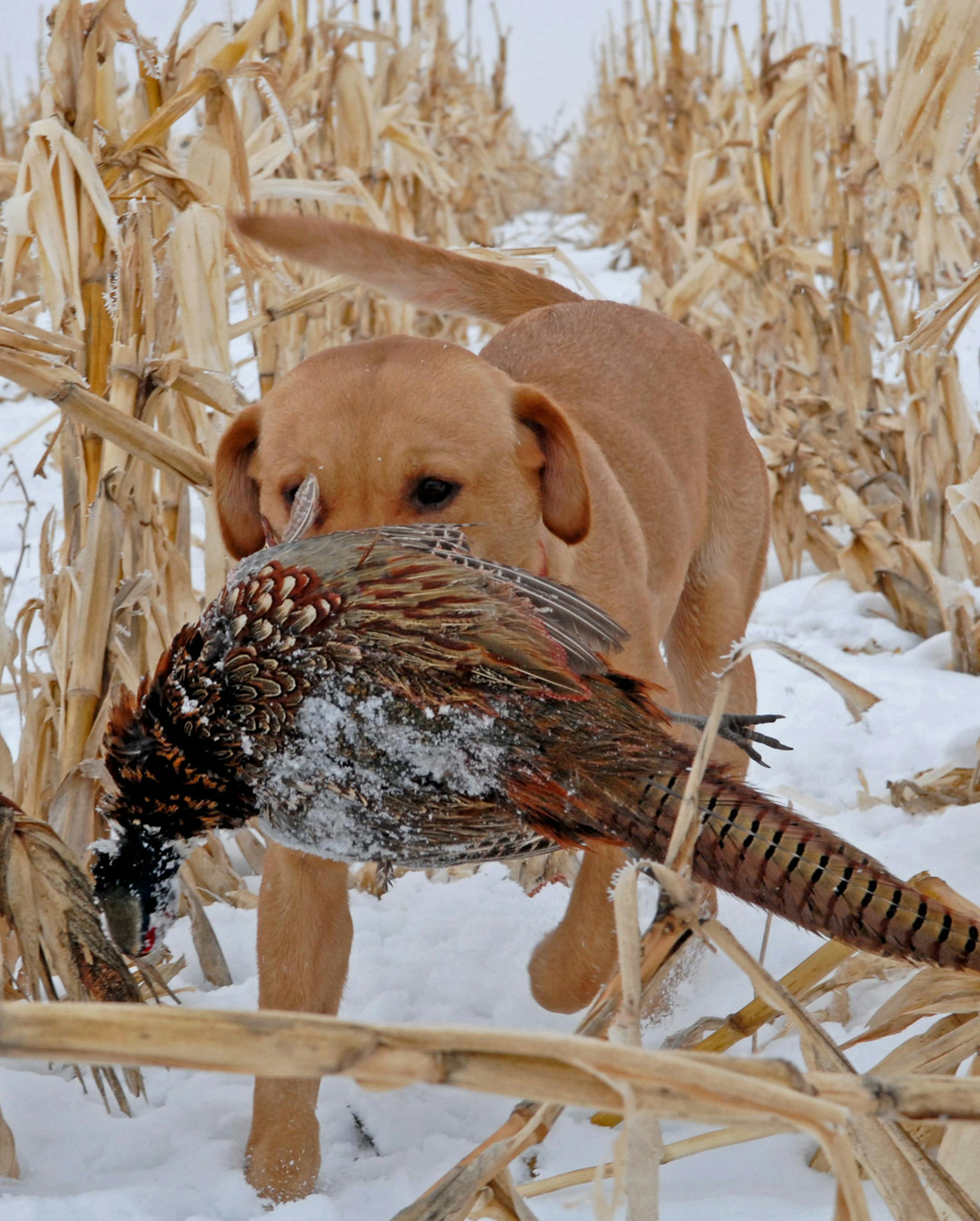 Standing food plots like this unpicked corn help shelter pheasants from the potentially lethal effects of a long winter, while also providing high-energy sustenance.