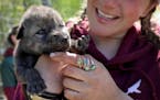 Megan Callahan-Beckel, a member of the Wildlife Science Center animal care staff, holds one of three 12-day old wolf pups that were temporarily remove