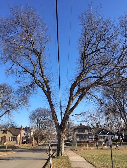 E. 32nd Street in Longfellow in south Minneapolis features a string of trees with deep 