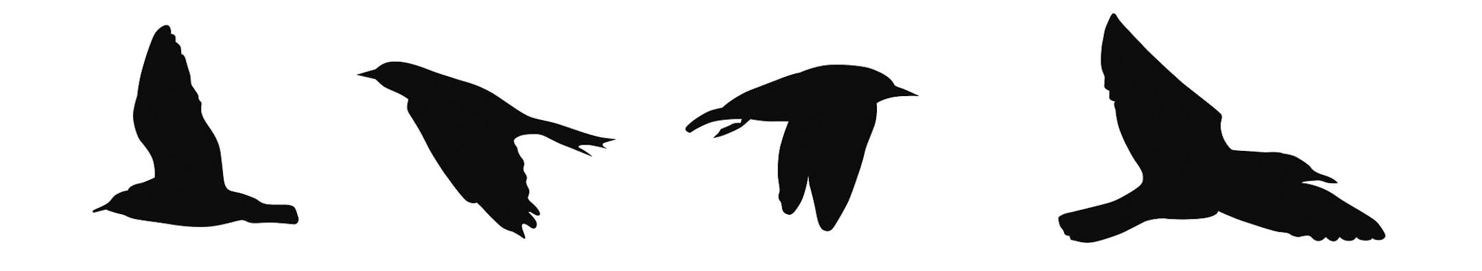 Birds that winter in Minnesota rely on tree holes and dense trees.