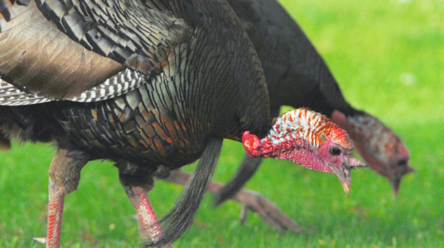 Jim Williams photo: Wild turkeys strut through the city.