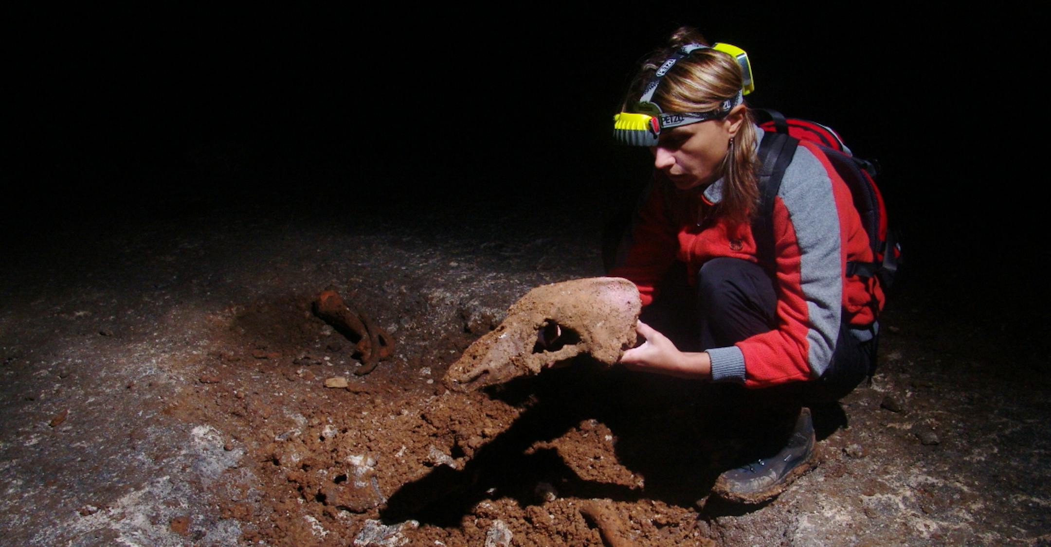 In a photo provided by Andrei Posmoanu, the skull of a cave bear, which went extinct 25,000 years ago. A new study indicates brown bears may have interbred with ancient cave bears, and now carry some of the DNA of the extinct species. (Andrei Posmoanu via The New York Times) -- NO SALES; FOR EDITORIAL USE ONLY WITH SCI WATCH BY KAREN WEINTRAUB FOR SEPT. 4, 2018. ALL OTHER USE PROHIBITED. --