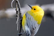 A migrating prothonotary warbler needs habitats that provide insects. Jim Williams photo