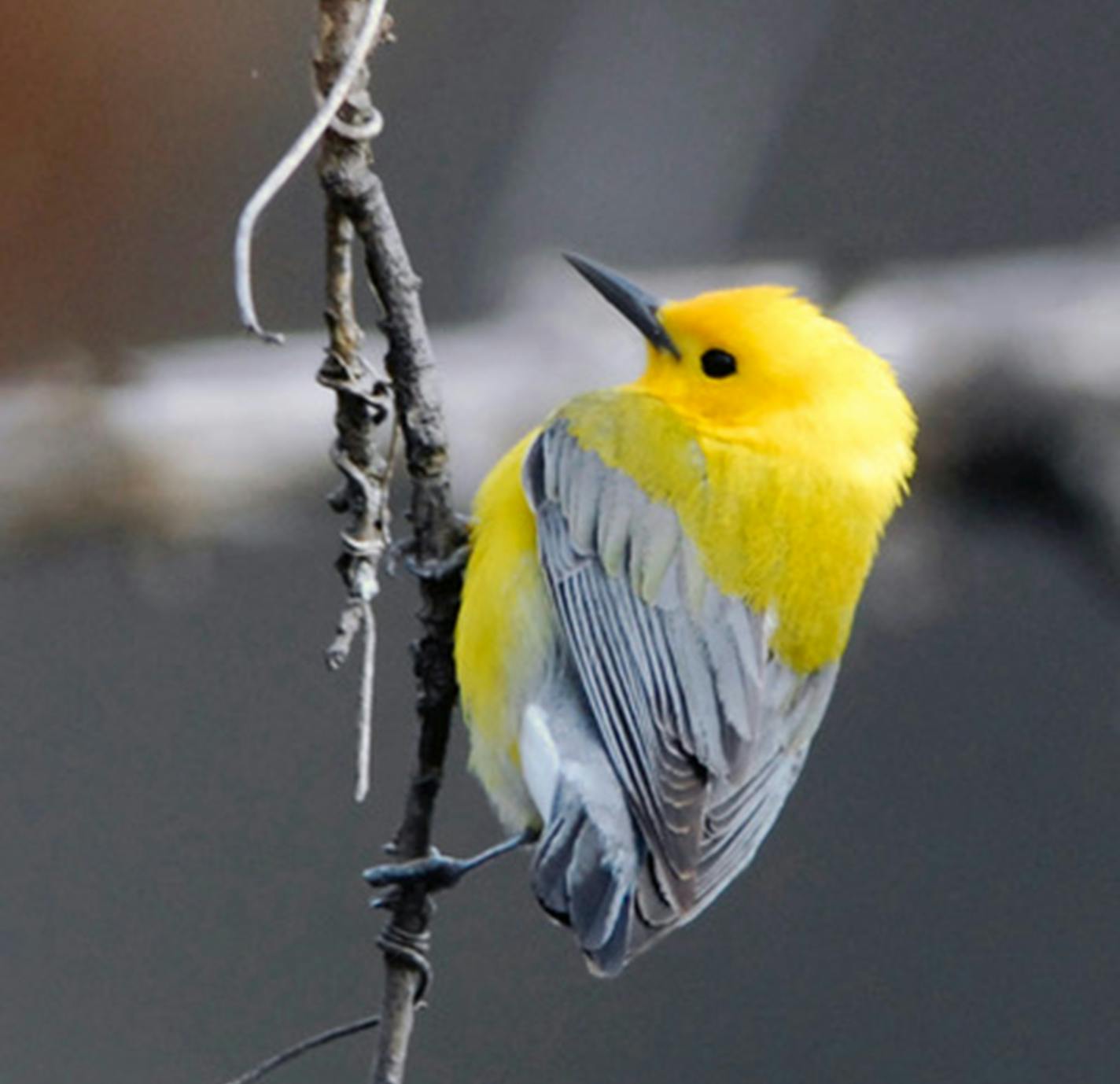 A migrating prothonotary warbler needs habitats that provide insects. Jim Williams photo