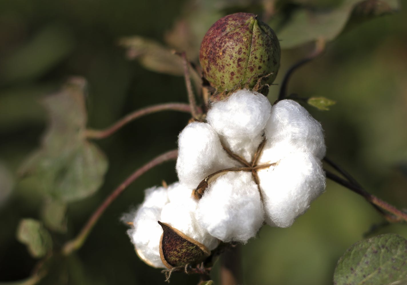 Cotton bulbs grow in a field in Abbas-Pur village in the Lodhran district of Punjab province, Pakistan, on Saturday, Oct 6, 2012. Pakistan, the fourth-biggest cotton grower, lost 500,000 bales of the commodity after monsoon rains caused flash floods in September, a government official at the textile ministry said. Photographer: Asad Zaidi/Bloomberg ORG XMIT: 154138916