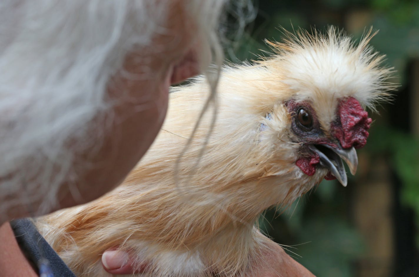 (left to right) Mary Britton Clouse of Chicken Run Rescue, held one of the 20 chickens, she and Burt Clouse, keep at their North Minneapolis home. Photographed on 7/25/13. As urban agriculture heated up, more city-dwelling hipsters and locavores started keeping chickens to produce their own eggs. But now, finding it too much work, those disillusioned trendsters are shedding their birds in great numbers, which is putting a strain on longtime chicken rescuers like Mary Britton Clouse.] Bruce Bispi