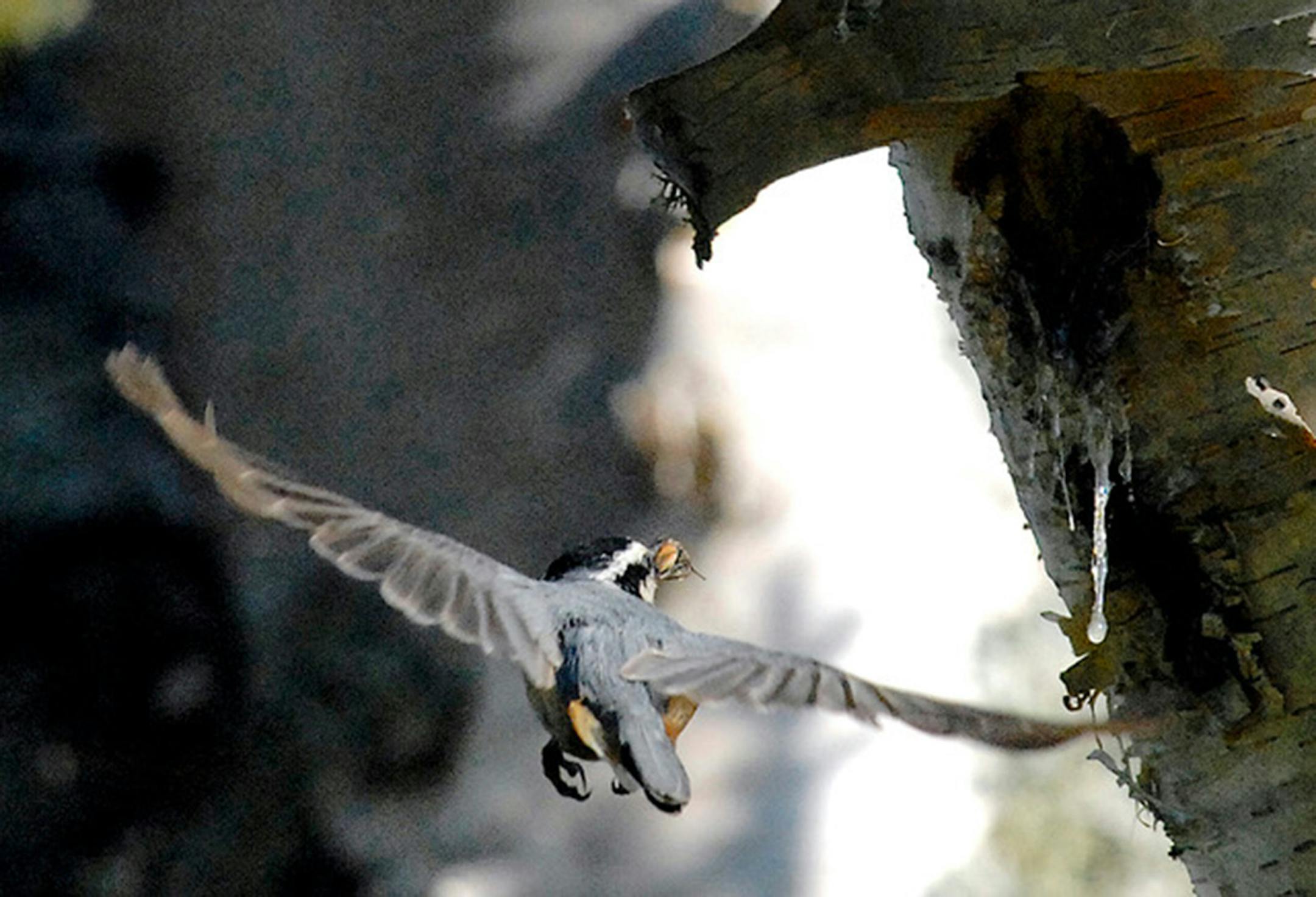 A red-breasted nuthatch knows instinctively to build inside a tree hole.