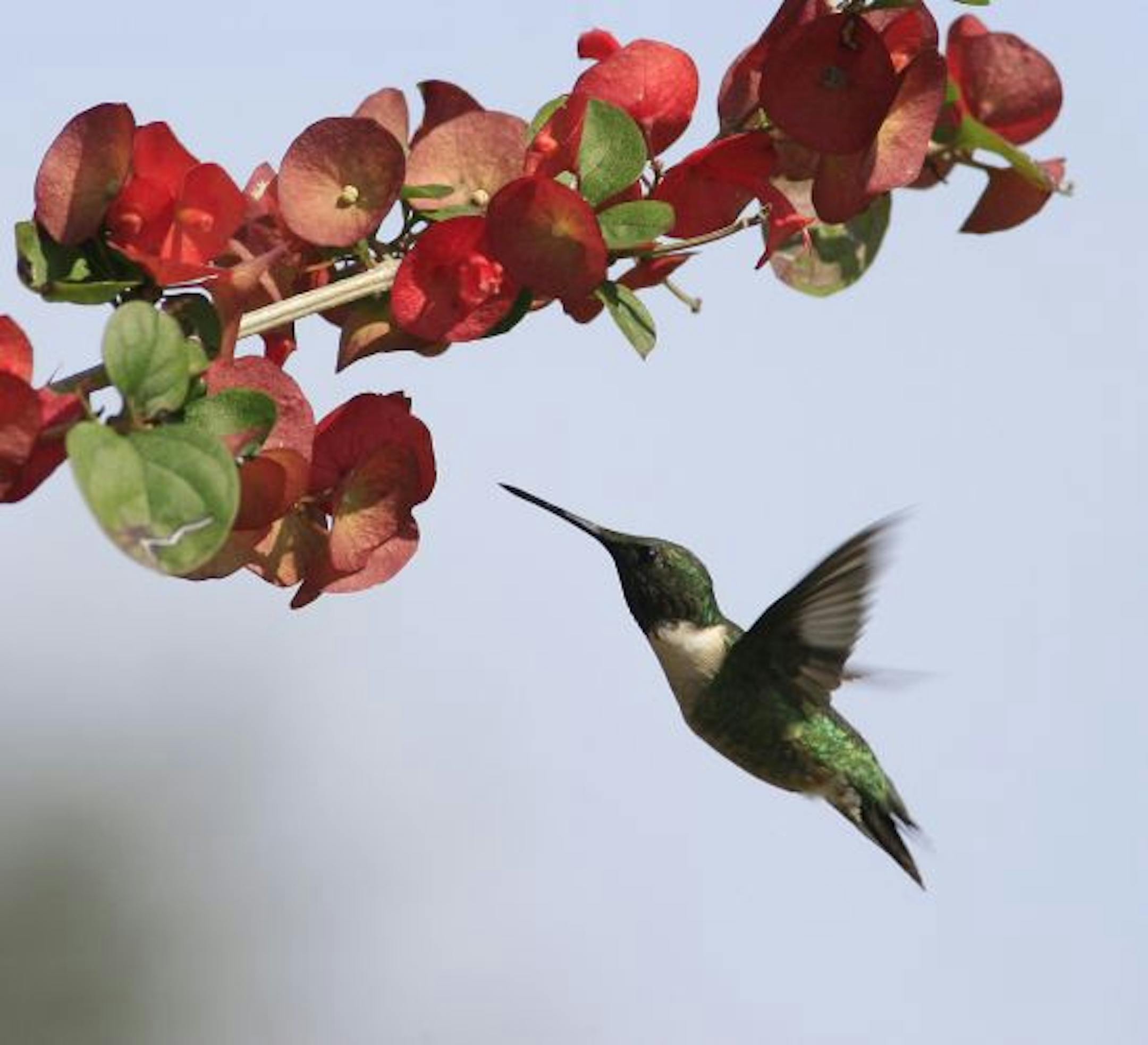 Ruby-throated hummingbirds migrate as far south as Panama in search of nectar-rich flowers