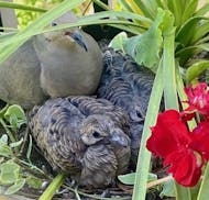 A mourning dove and two of its chicks nestle in a planter.