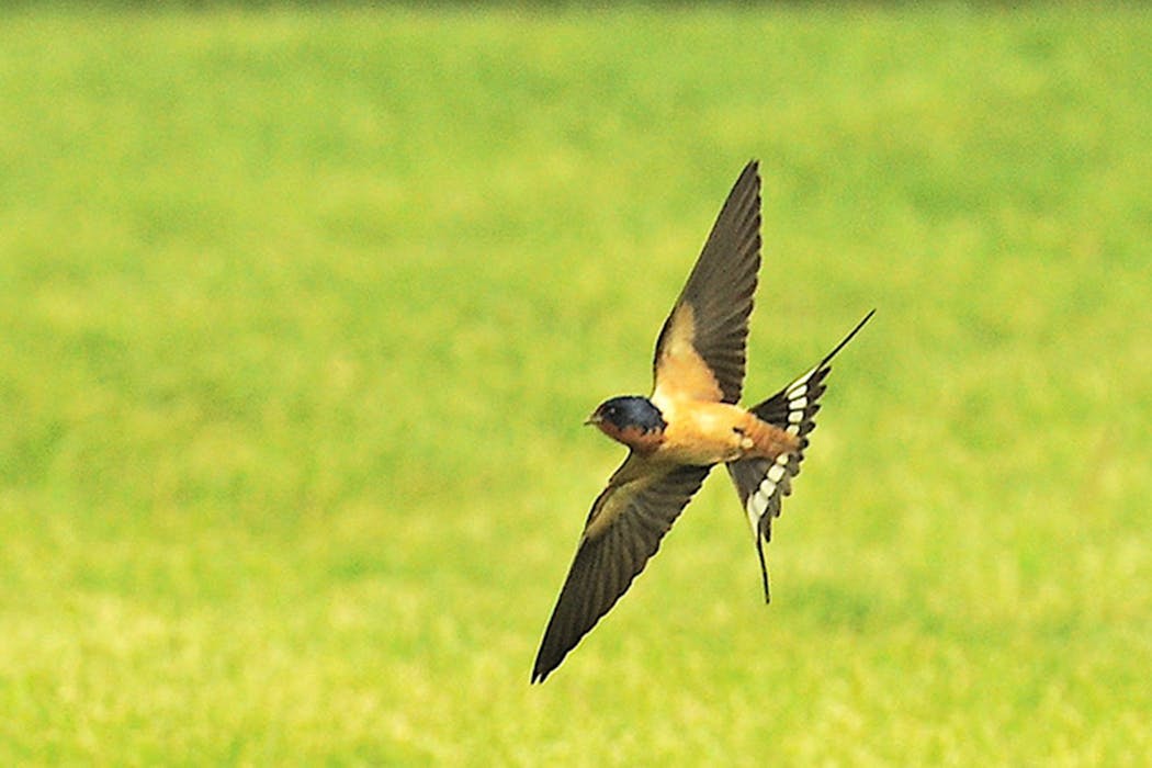 Barn swallows are one of three swallow species commonly found in Minnesota. Tree swallows and cliff swallows are also common here.