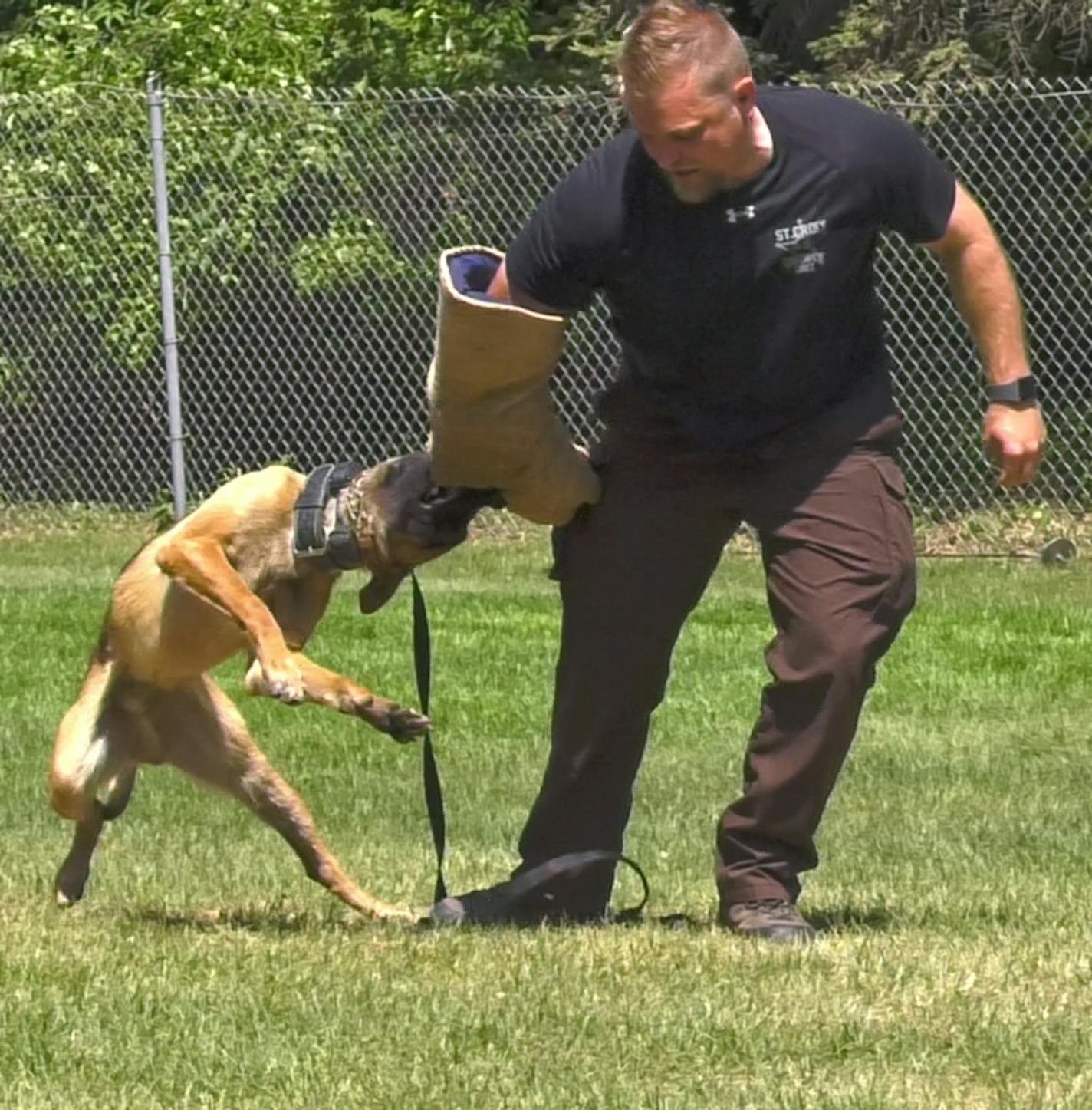 Seventeen police canines and their human partners graduated from St. Paul's K-9 training program. A program featuring obedience, agility and suspect apprehension was given in front of a crowd of dozens at the Timothy J. Jones Canine Training Facility in Maplewood on Thursday, May 24, 2018. ] Shari L. Gross &#xa5; shari.gross@startribune.com Seventeen police canines and their human partners graduated from St. Paul's K-9 training program. A program featuring obedience, agility and suspect apprehen