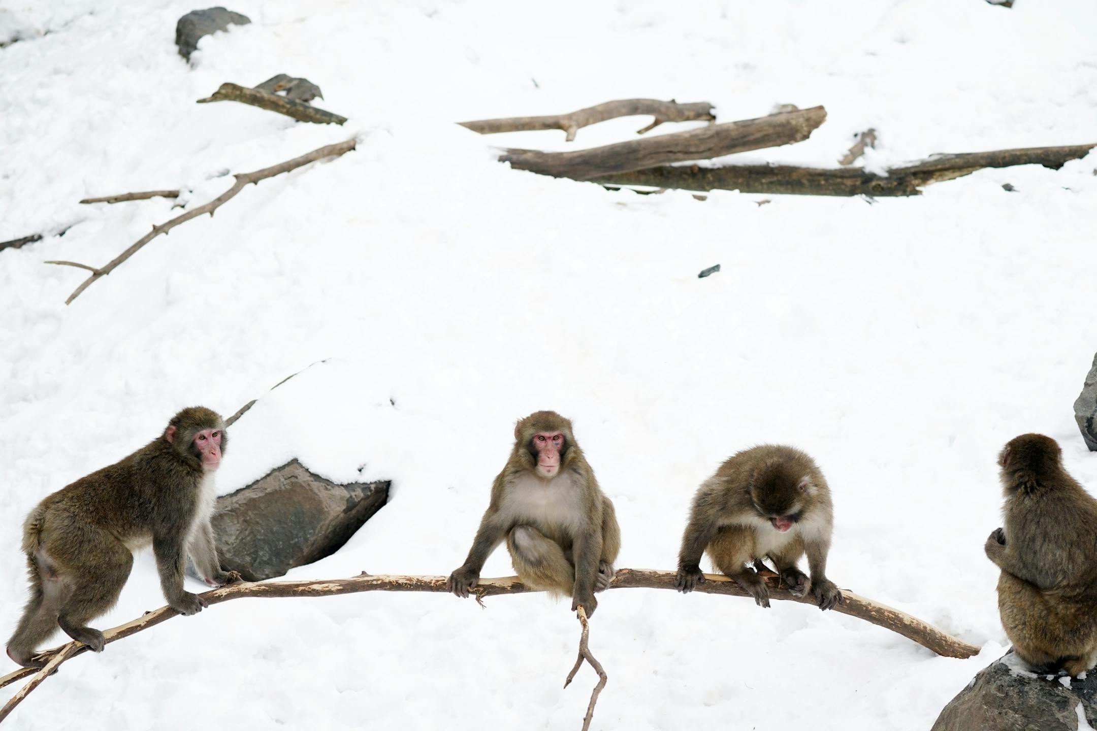Snow monkeys sat together in their enclosure at the Minnesota Zoo.