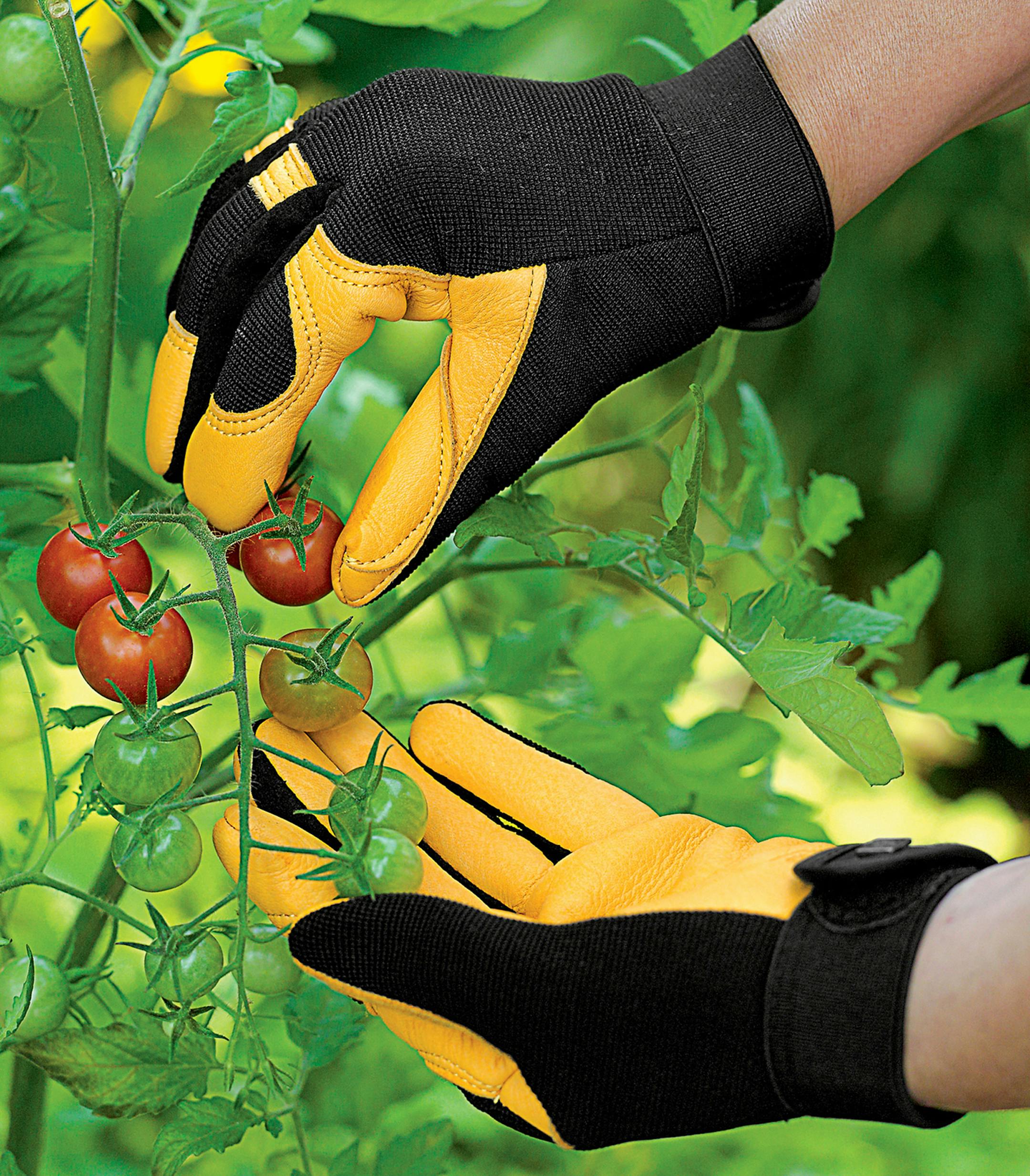 Gold Leaf gloves are made of high-quality leather that conforms snugly to the gardener's hands and are touted as being well-made, soft and comfortable. (MCT)