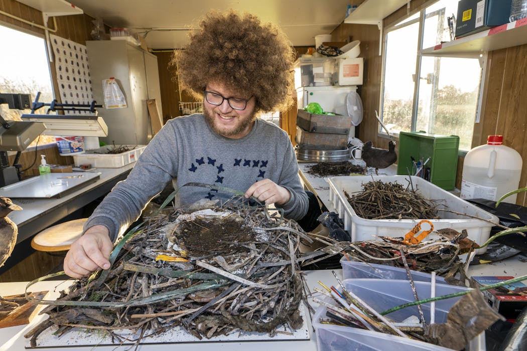 A photo provided by Naturalis of Auke-Florian Hiemstra, a doctoral student at the Naturalis Biodiversity Center in Leiden, Netherlands, studying plastic that has been incorporated into coot nests.