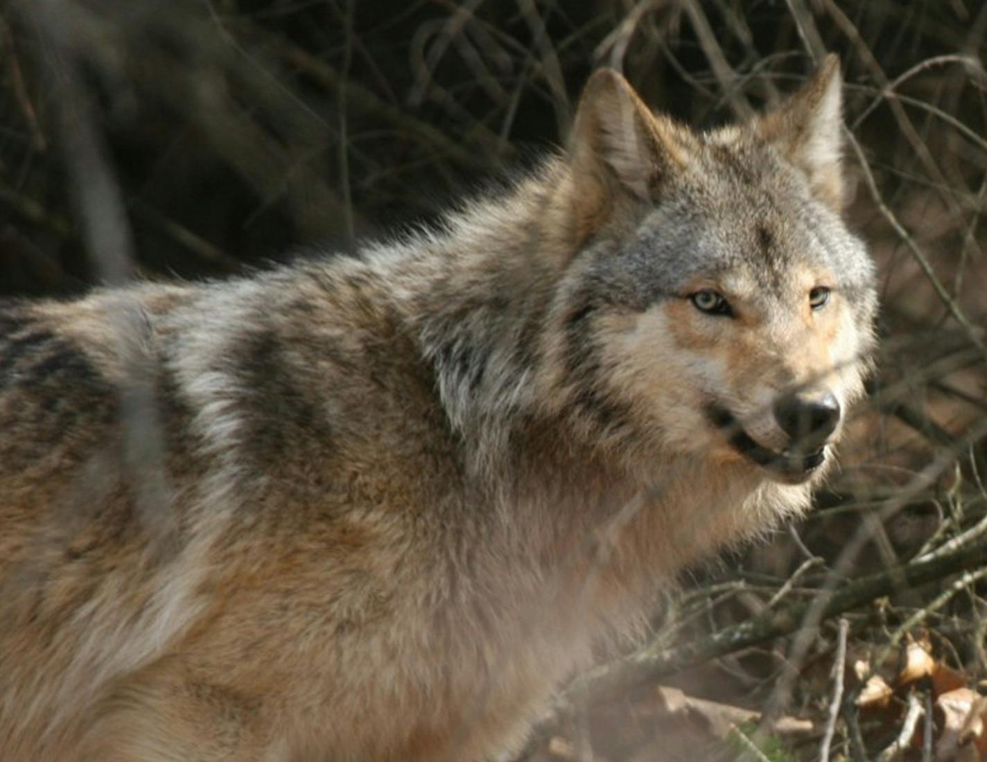 FILE - In this undated photo provided by Jayne Belsky via the Wisconsin Department of Natural Resources, is a gray wolf in a wooded area near Wisconsin Dells, Wis. After months of contentious debate, Wisconsin's first organized wolf hunt is finally set to begin. The hunt officially begins Monday, Oct. 15, 2012 and will run through February. (AP Photo/Jayne Belsky via the Wisconsin Department of Natural Resources, File)