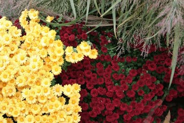 Mums mixed with ornamental grass in a fall garden.