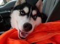 Lost dog back home thanks to MnDOT employee