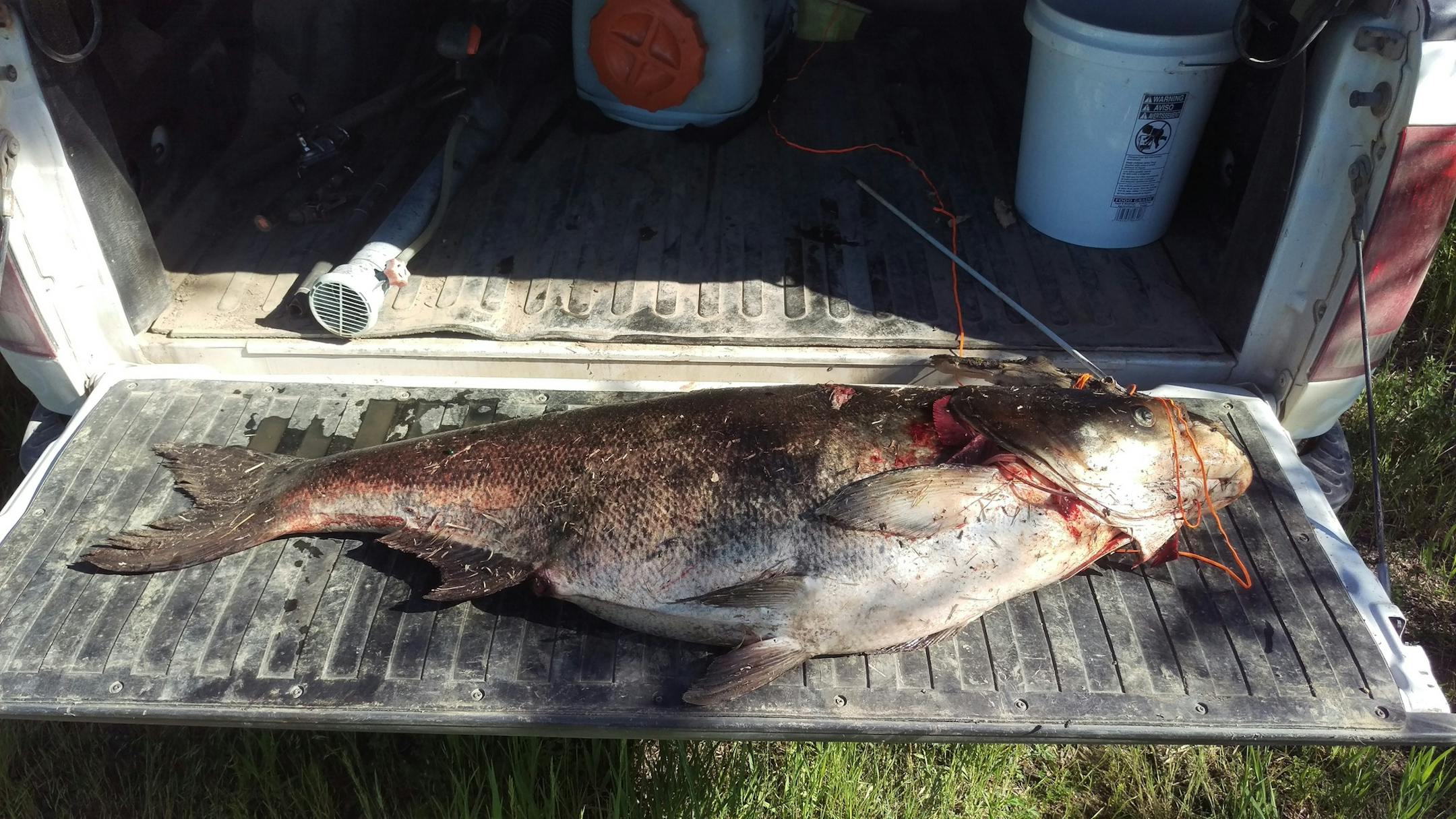 The bighead carp caught in a private gravel pit near Redwood Falls weighed in at 61.7 pounds and measured 47 1/2 inches long
