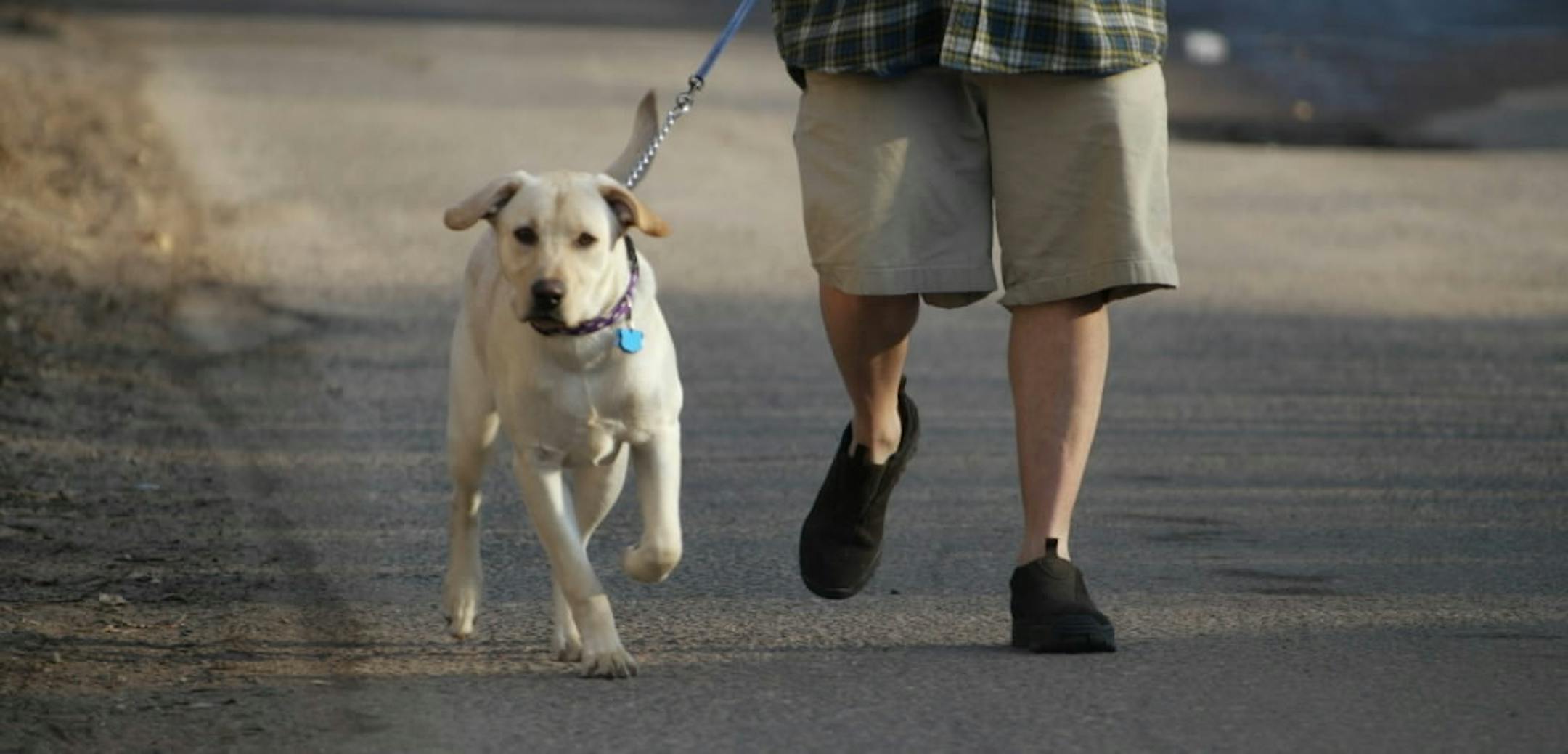 Dean Flaherty and his dog Shiloh to the post office in Willernie to pick up the daily mail back in March 2003. After the weather was warm enough Sunday for shorts, temps in Twin Cities will be more March-like this week.
