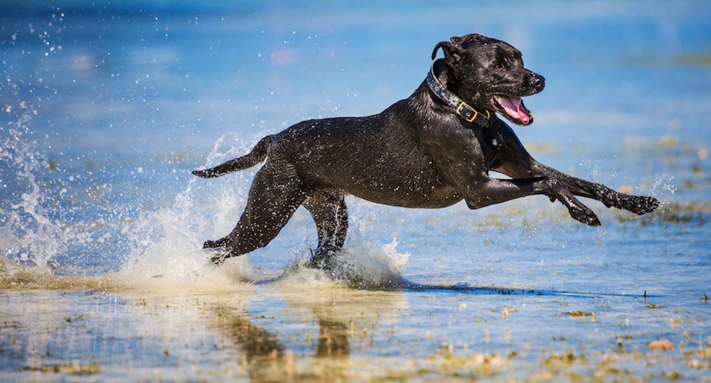 Labrador retriever cooled off.