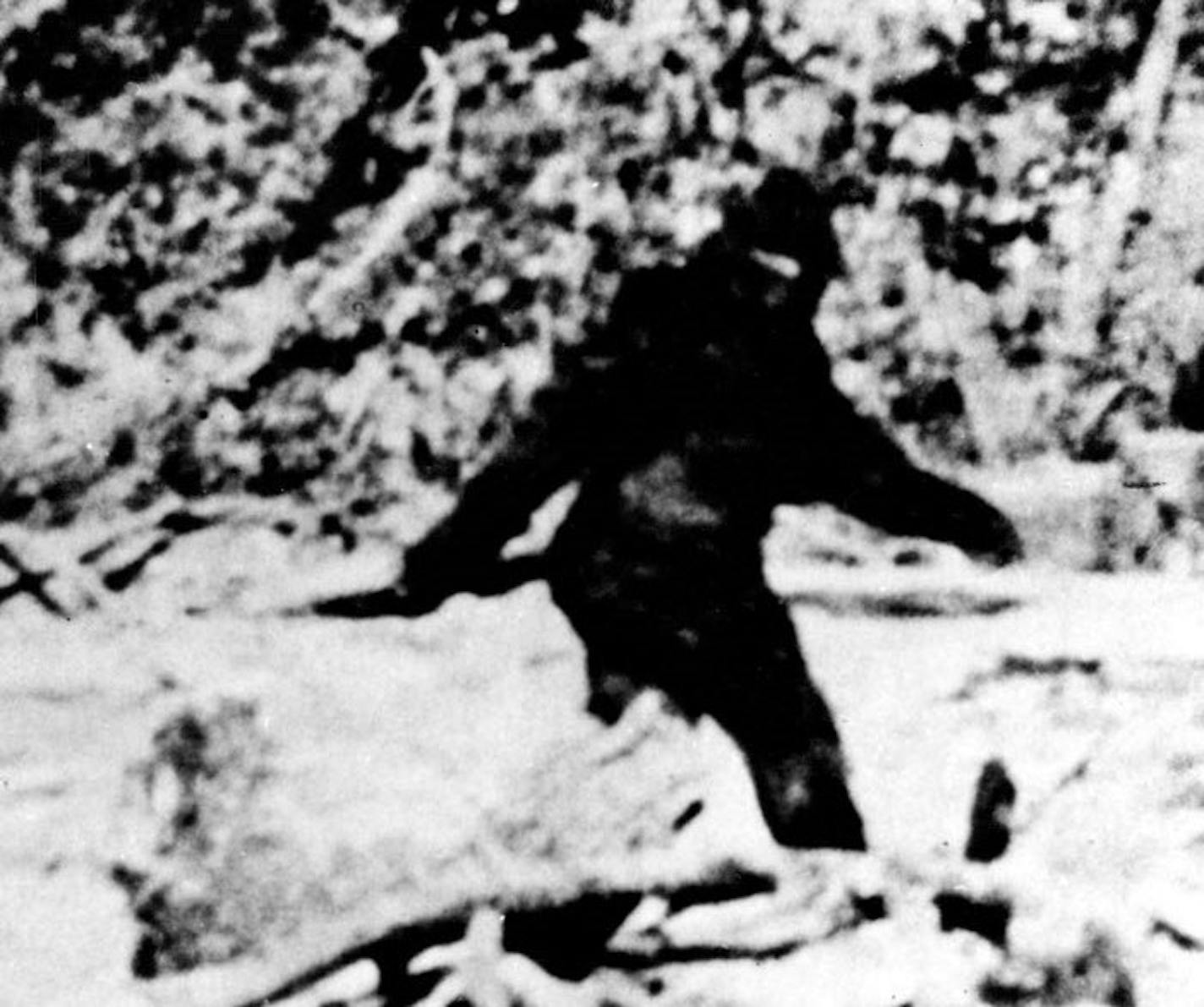 This photo, enlarged from a 24-foot length of movie film made in 1967 by sasquatch-hunter Roger Patterson, purports to show Bigfoot.