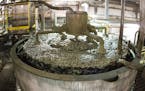 The milling process is where metal concentrates are separated from ore. Water added to crushed rock creates a slurry. During “flotation,’’ shown