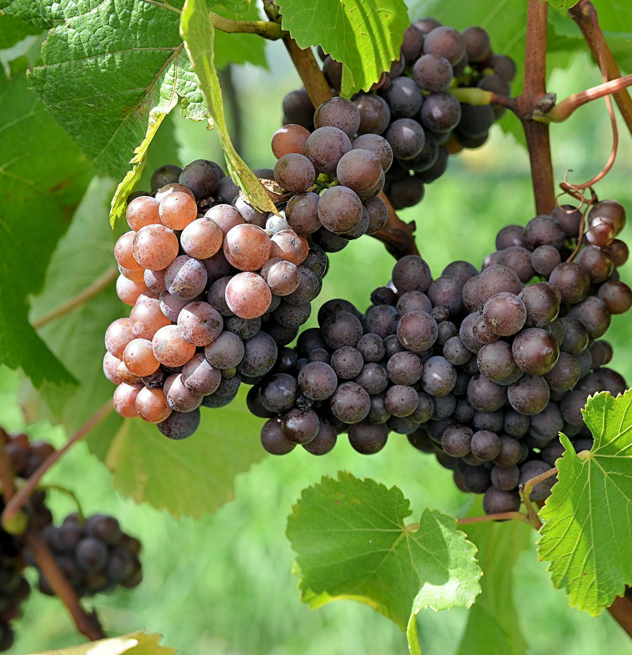 Pinot grigio grapes before harvest. By Mark Smith, via Wikimedia Commons