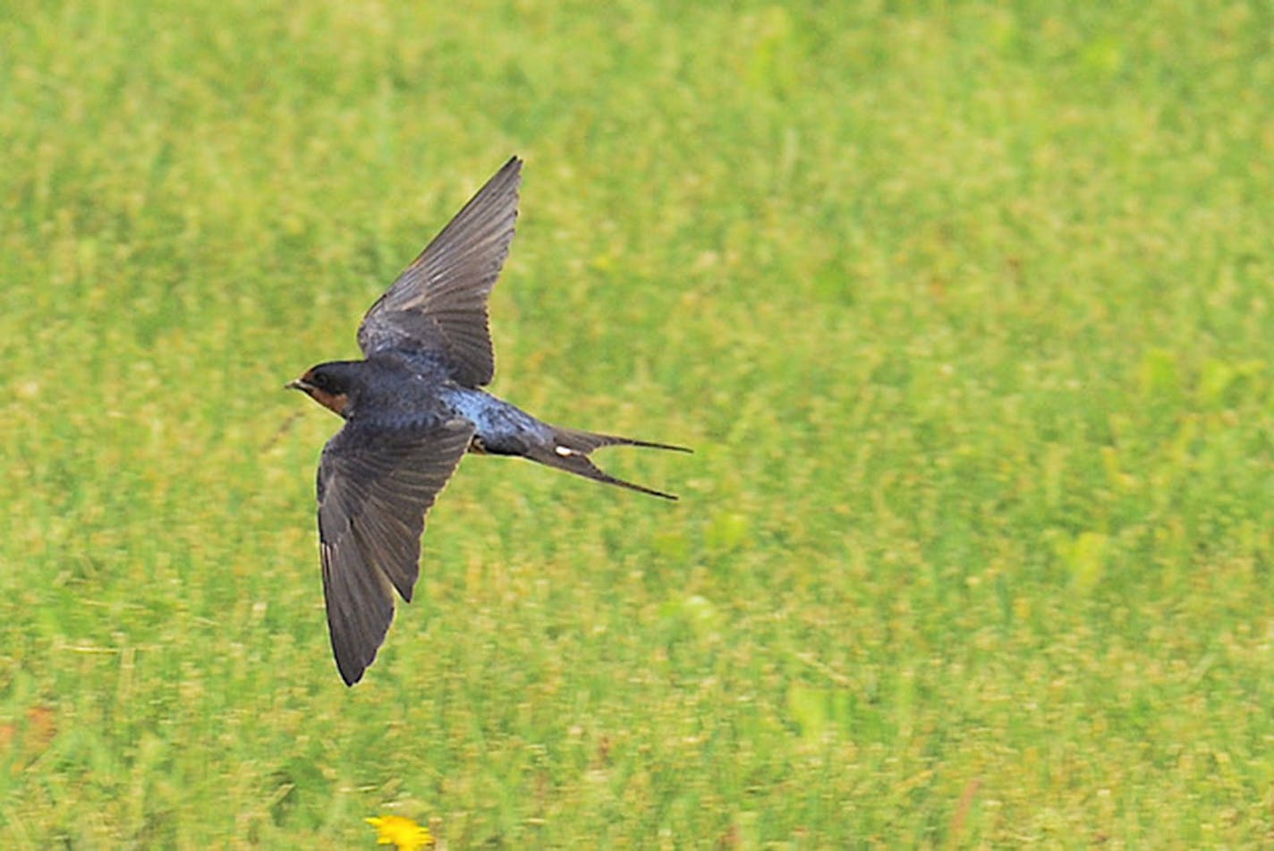 Barn swallow in flight.