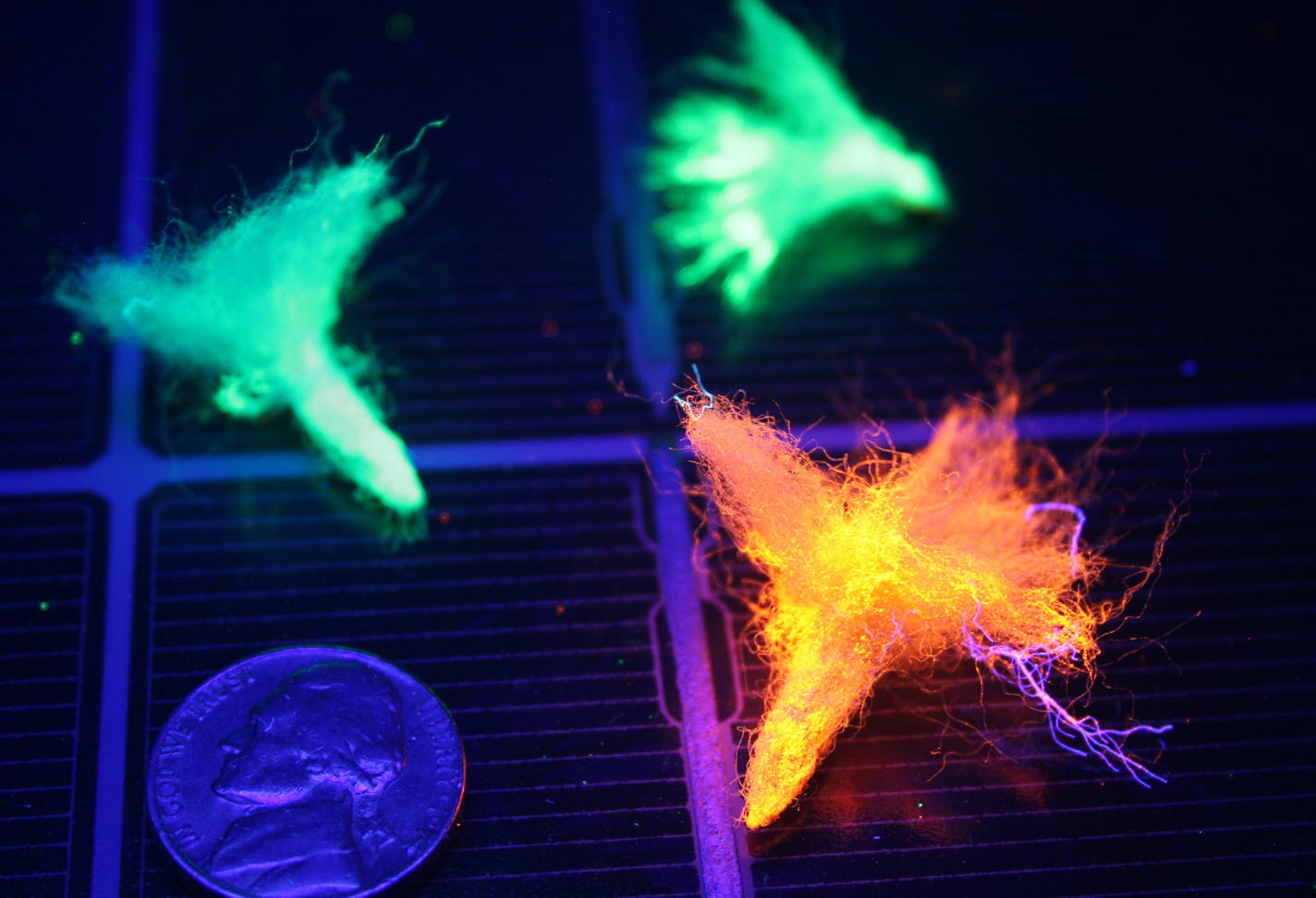 SEEDSxxxx: Researchers in the Upper Midwest are learning how far seeds spread in the wind by using fluorescent paint, black lights and computers. An experiment by University of Wisconsin scientists creates tiny fake seeds made out of yarn that are the same size and weight as natural seeds. The yarn fragments are then painted, put in tall boxes, released on windy days, and hand-collected at night by using black lights that illuminate their fluorescent colors in the dark. Knowing how far seeds spr