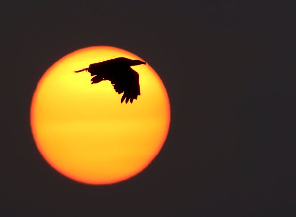 A bald eagle flew earlier this month in front of an unusually intense sunset in Siskiwit Bay in Cornucopia, Wis., because of northern wildfires.