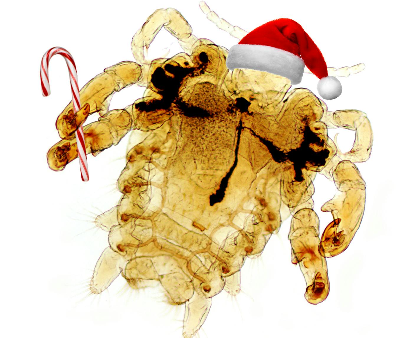 Santa Crab____Images of parasites that appear in a calendar made by Dr. Bobbi Pritt, a doctor at the Mayo Clinic in Rochester, who studies diseases caused by ticks and other parasites.